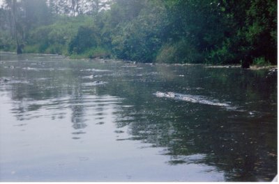 Flotilla 4 - alligators in the Suwanne Canal, Okefenokee