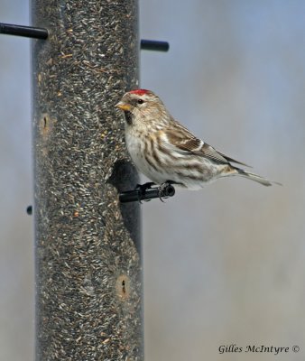 Sizerin Flamm  /  Common Redpoll.jpg