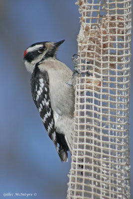 Downy Woodpecker / Pic Mineur.jpg
