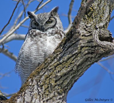 Grand-duc d'Amrique  /  Great Horned Owl.jpg