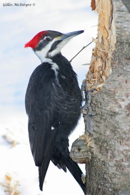 IMG_7283 Pileated Woodpecker / Grand Pic.jpg