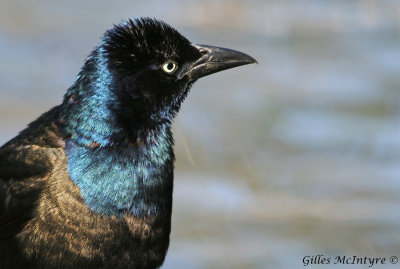 Quiscale Bronz  /  Common Grackle.jpg
