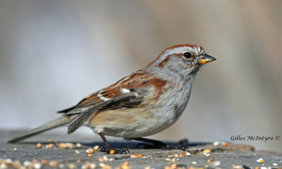 American Tree Sparrow  /  Bruand Hudsonien.jpg