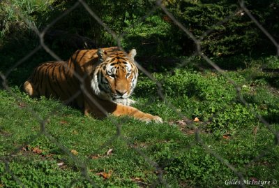 Tiger  /  Tigre.jpg