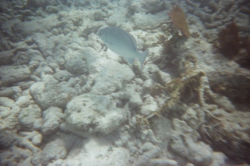 Snorkeling in Key Largo