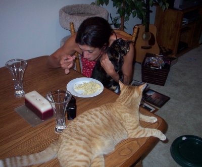 Cat dining experience