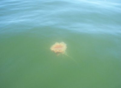 Jellyfish