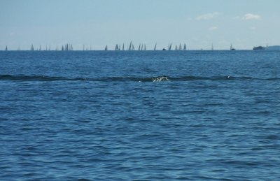 Sailboats