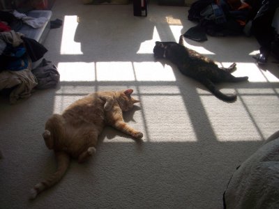 Lazy cats