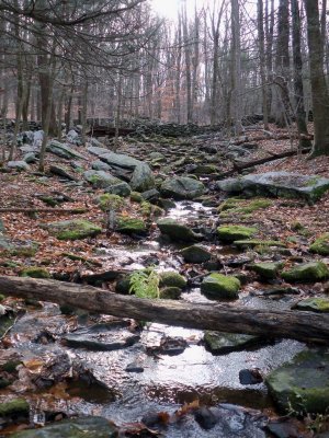 Mianus River Gorge (Bedford, NY)