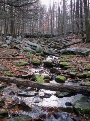 Mianus River Gorge (Bedford, NY)