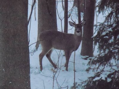 Buck in backyard