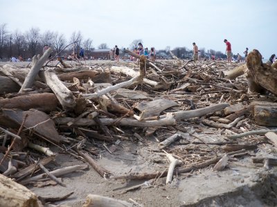 Log piles on beach