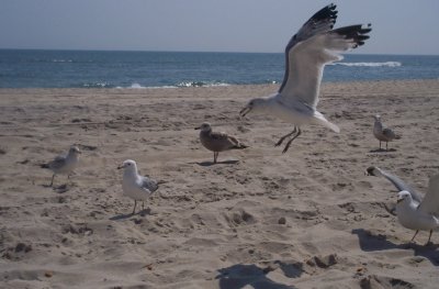 Munchers