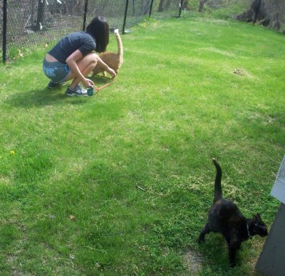 Attending to cats
