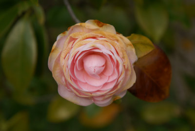 Tokyo Garden Rose