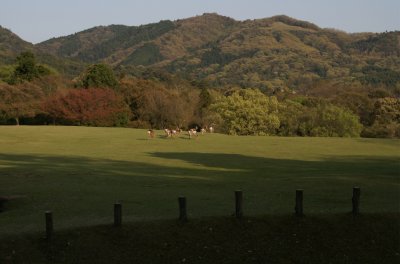 Nara Park 3