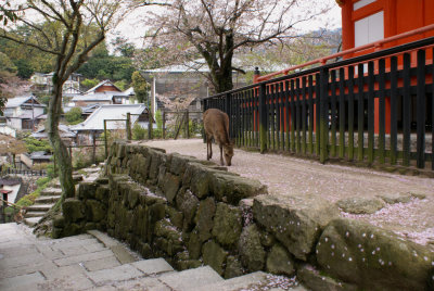 Deer at Five-storied Pagoda