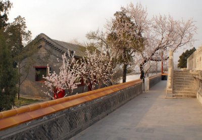 Cherry Blossoms below White Pagoda