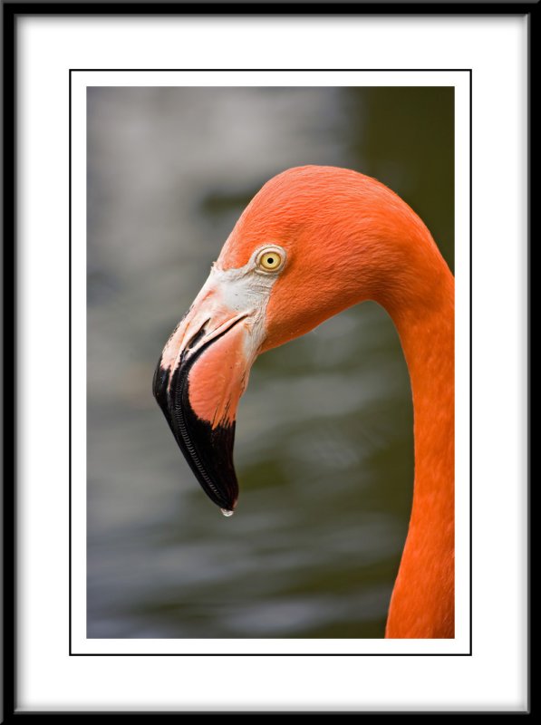 Ft. Lauderdale Flamingo