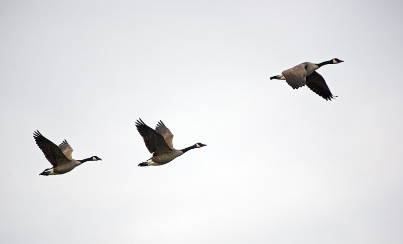 Canada Geese