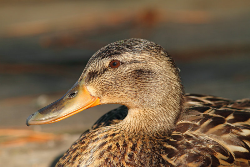 Female Mallard