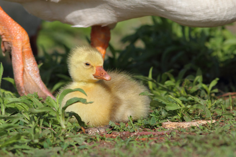 Gosling