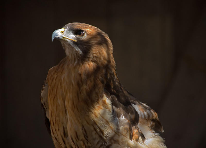 Hawk