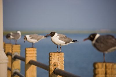 Gulls of Absecon Inlet