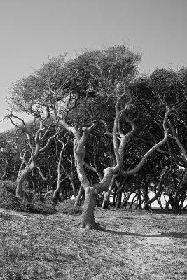 Grounds at Fort Fisher