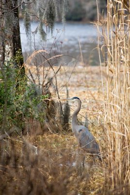 GB Heron at Greenfield Lake