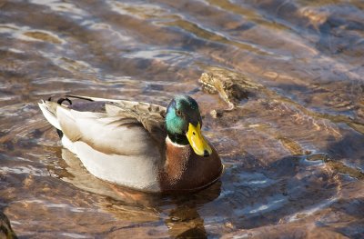 Mallard