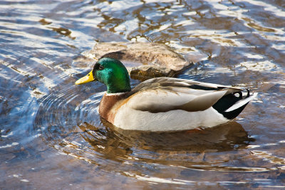 Mallard