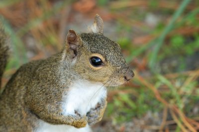 Curious squirrel