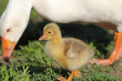 Gosling with Adult
