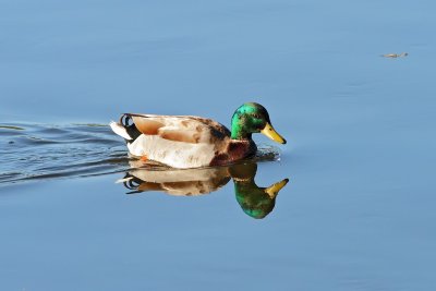 Mallard - Old Processing