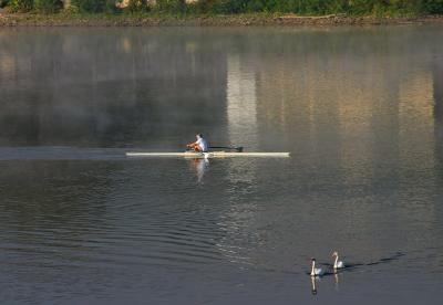 Sculler amidst Swans