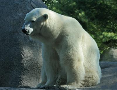 Polar Bear in Summer