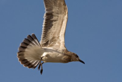 Gull in flight