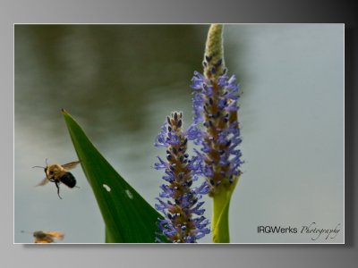 PondPics-03.jpeg