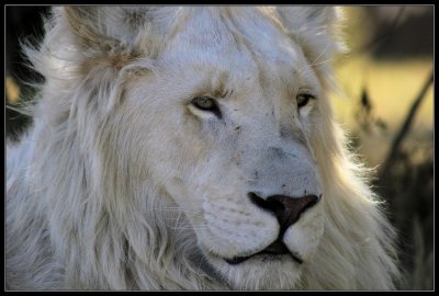 Rare White Lions