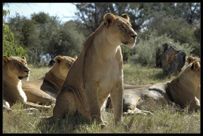 Pride of Lioness