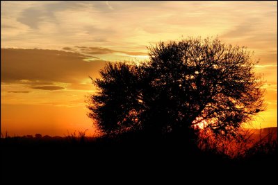 Sunset in African Bushveld 5