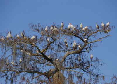 Wakulla Springs State Park FL-4.jpg