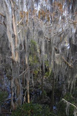 Okefenokee Swamp Eastern Side-04.jpg