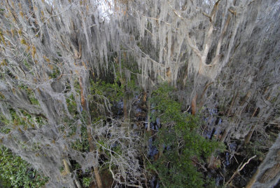 Okefenokee Swamp Eastern Side-05.jpg