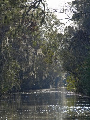 Okefenokee Swamp Eastern Side-10.jpg