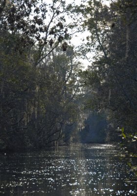 Okefenokee Swamp Eastern Side-09.jpg