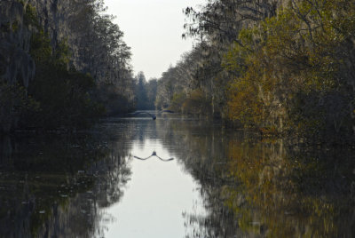 Okefenokee Swamp Eastern Side-10b.jpg