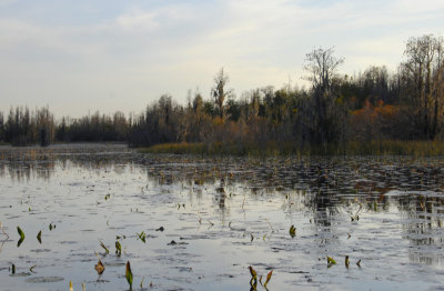 Okefenokee Swamp Eastern Side-11.jpg